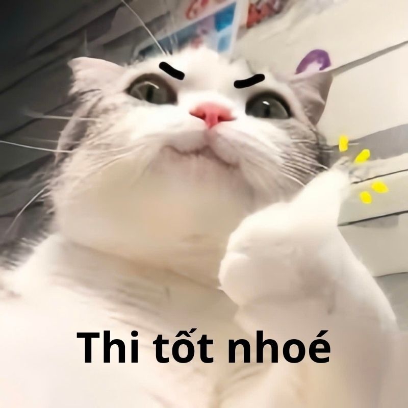 Avatar mèo giơ nắm đấm chúc thi tốt Avatar mèo giơ nắm đấm chúc thi tốt