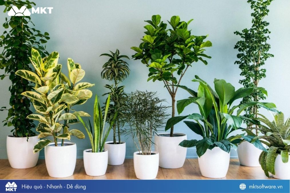 Trồng cây phong thủy tại cửa hàng