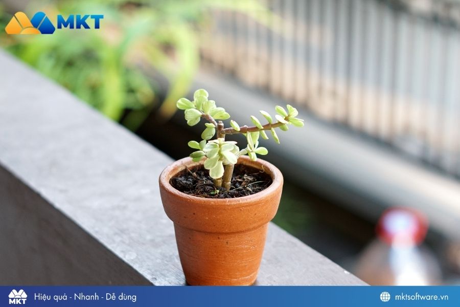 Ý tưởng kinh doanh cây cảnh mini Ý tưởng kinh doanh cây cảnh mini